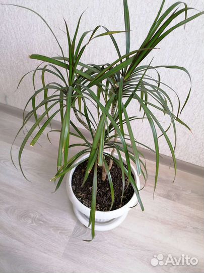 Гибискус, Драцена, Фиалки, Сенсавиерия