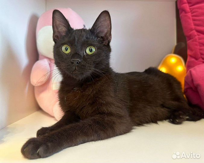 Кошка в дар бесплатно