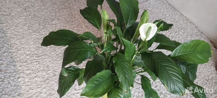 Спатифиллум