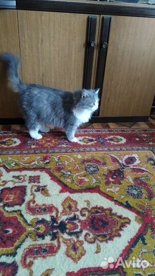 Пушистая нежность