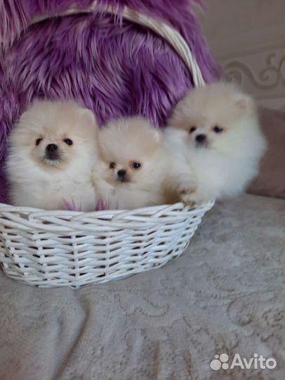 Померанский шпиц, мишка