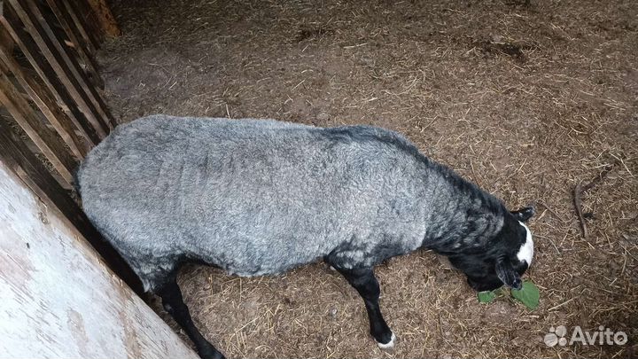 Баран романовской, породы