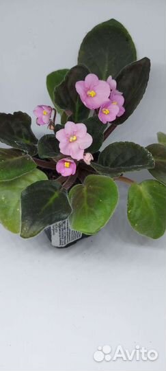 Фиалки цветущие в горшке