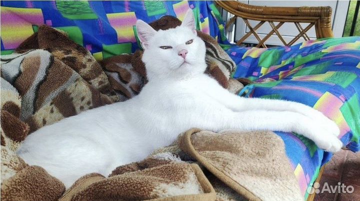 Белый глухой кот