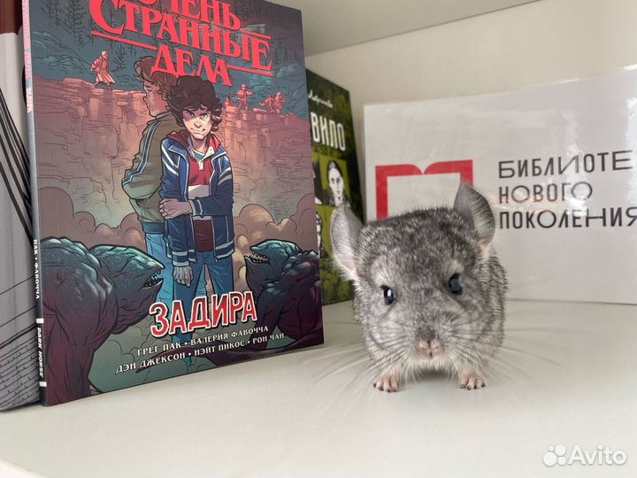 Шиншилла