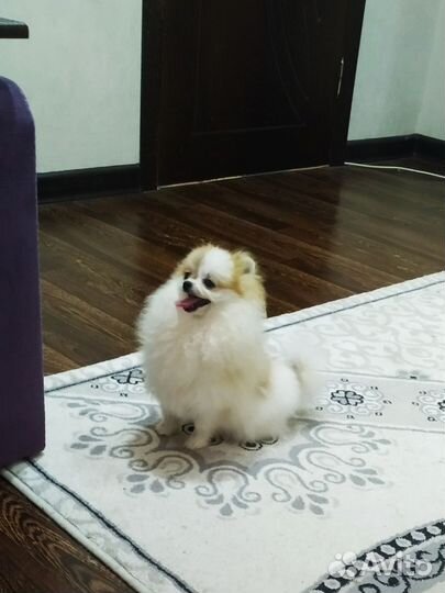 Шпиц щенки девочка