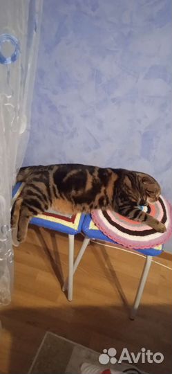 Шотландский кот