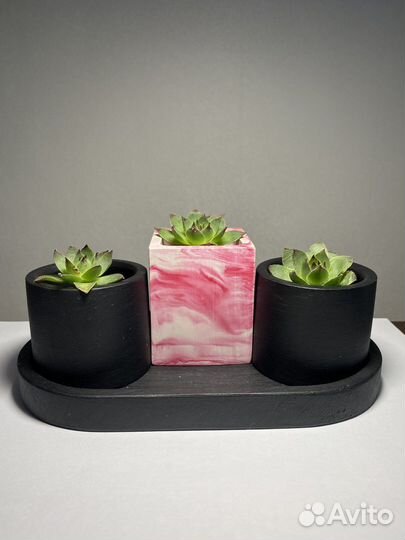 Эхеверия суккулент в кашпо