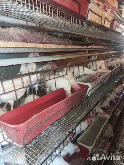Продам клетки для кур несушек