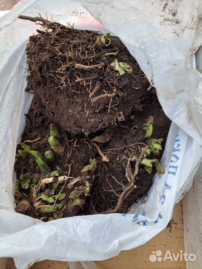 Хоста (деленка)