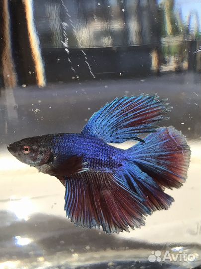 Рыбка петушок