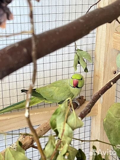 Попугаи ожереловые