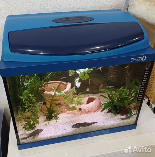 Готовый аквариум