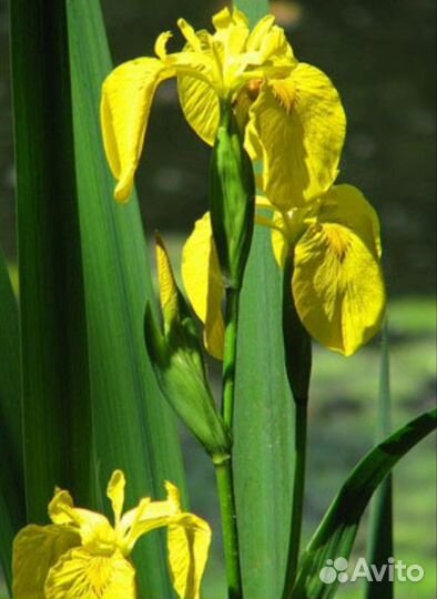 Многолетники Астра, Ирисы, Вербейник, Гравилат др