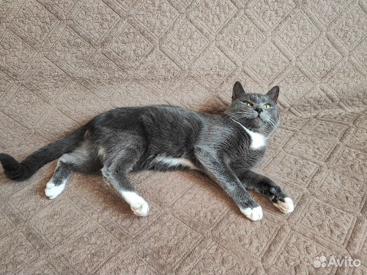 Кошки в добрые руки