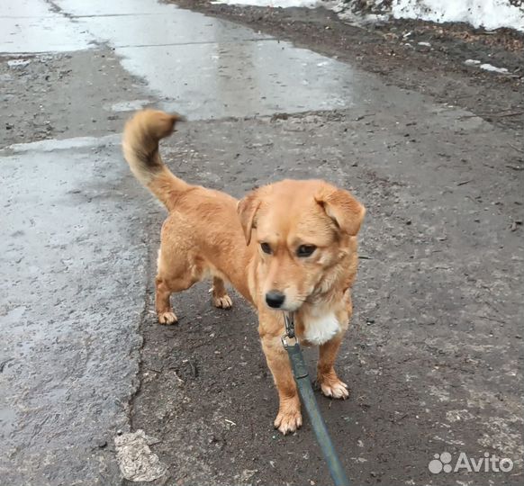 Собака в добрые руки отдам бесплатно коротколапик