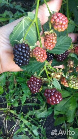 Саженцы ежевики