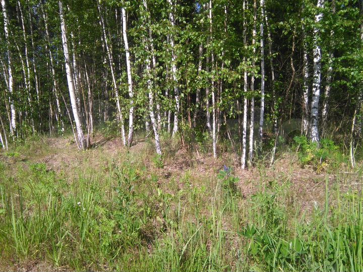 Участок 11 сот. (ИЖС)