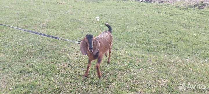 Англо нубийские козы