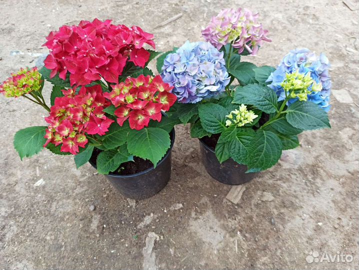 Гортензии метельчатые и широколистные
