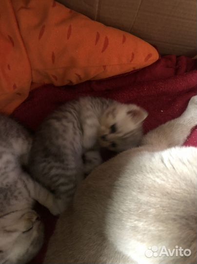 Шатланские котята