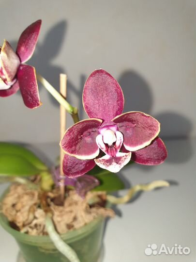 Фаленопсис мини бабочка