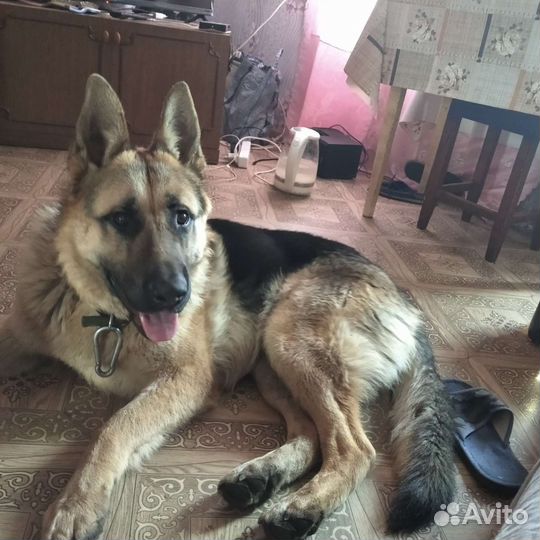 Вязка Кабель Овчарка