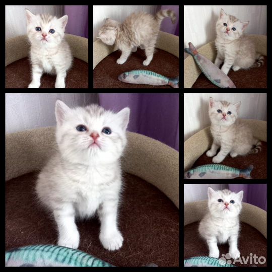 Шотландская