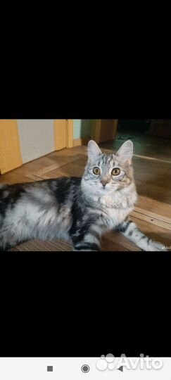 Курильский бобтейл