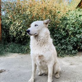 Хаски девочка 3 года бесплатно