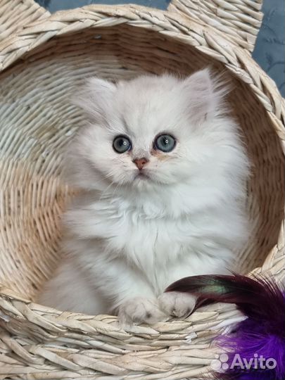 Британская шиншилла
