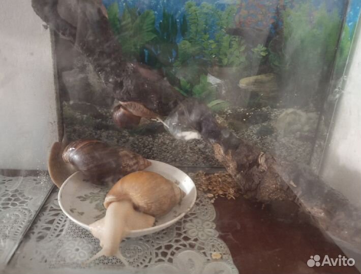 Улитки ахатины бесплатно