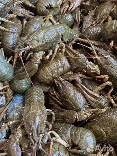 Раки живые и готовые