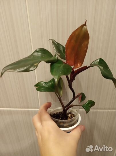 Филодендрон Розовая принцесса