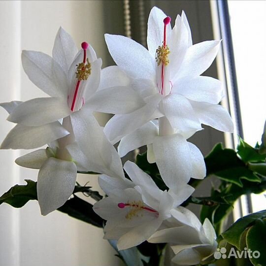 Цветок декабрист