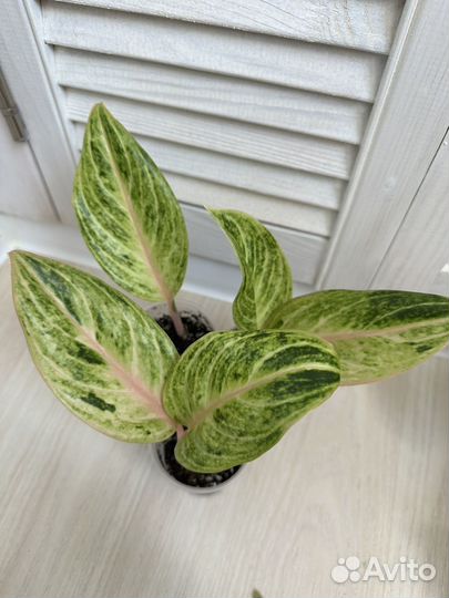 Аглаонема детки