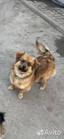 Собака в добрые руки