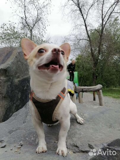 Вязка кобель чихуахуа