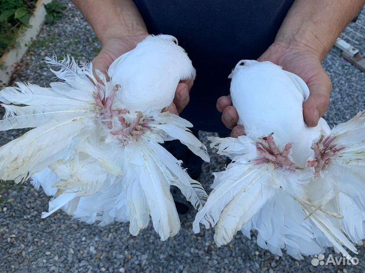 Продажа голубей статные