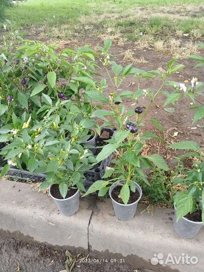 Перец комнатный острый 