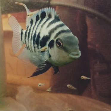 Аквариумные рыбы