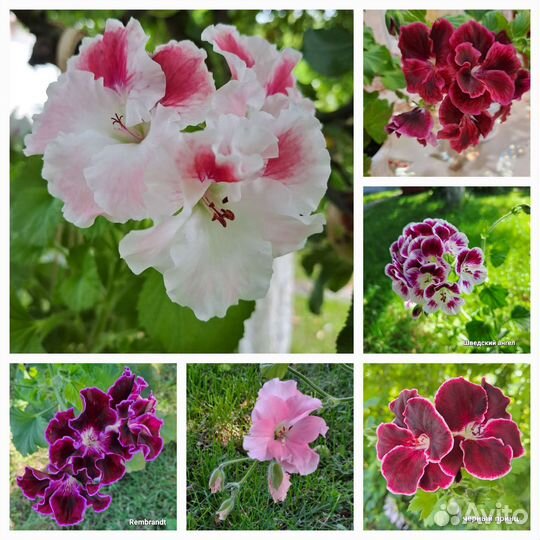 Королевская пеларгония (герань)