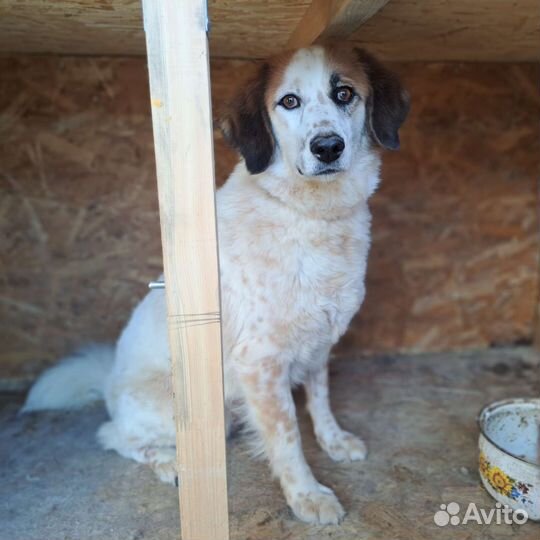 Собака в добрые руки