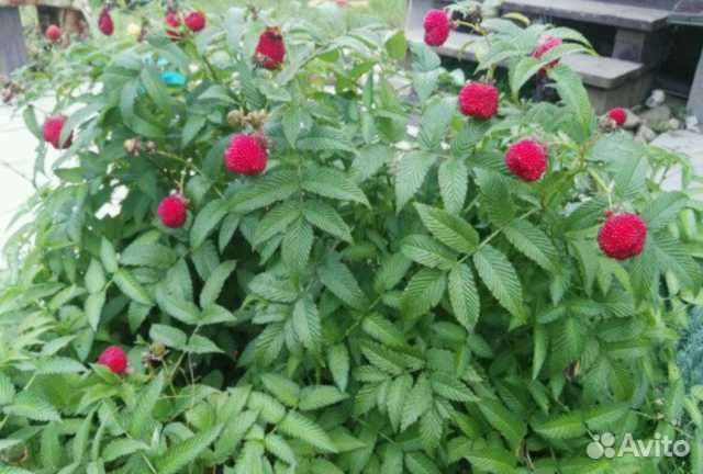 Тибетская малина