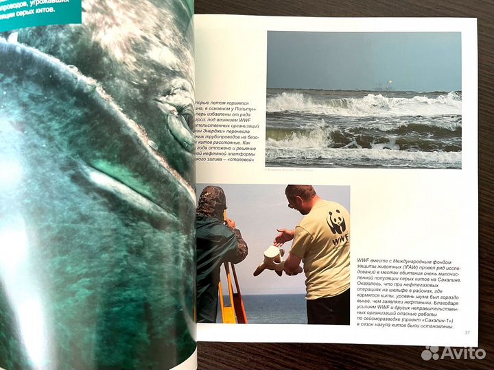 Журнал про WWF