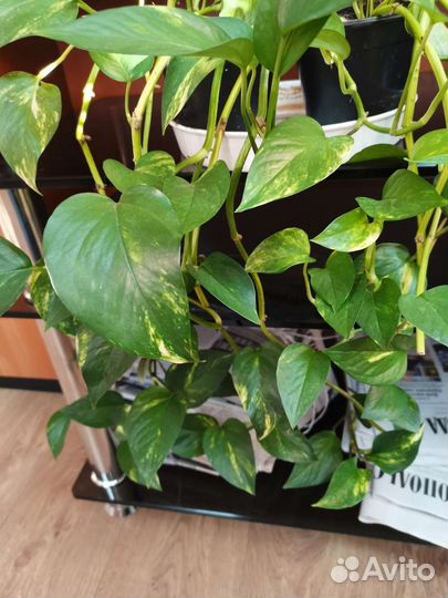 Черенки цветов