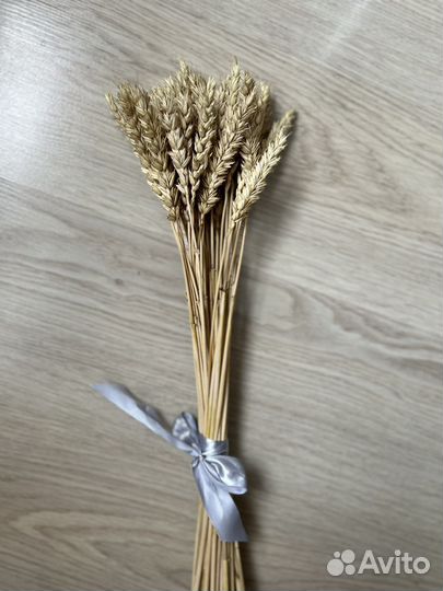 Колоски пшеницы
