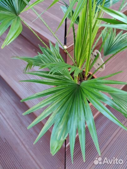 Пальма ливистона