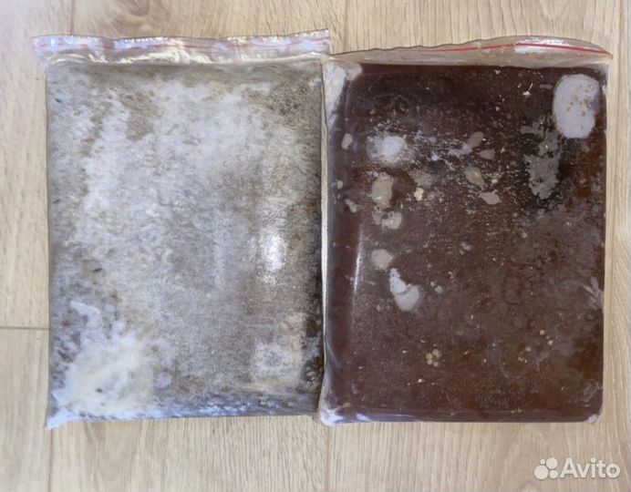 Живой корм для рыб (мороженный)