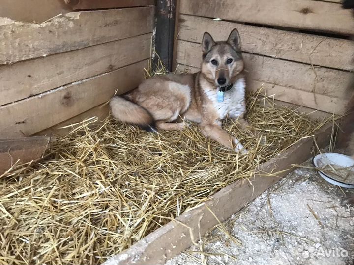 Лайка Тая из приюта в добрые руки